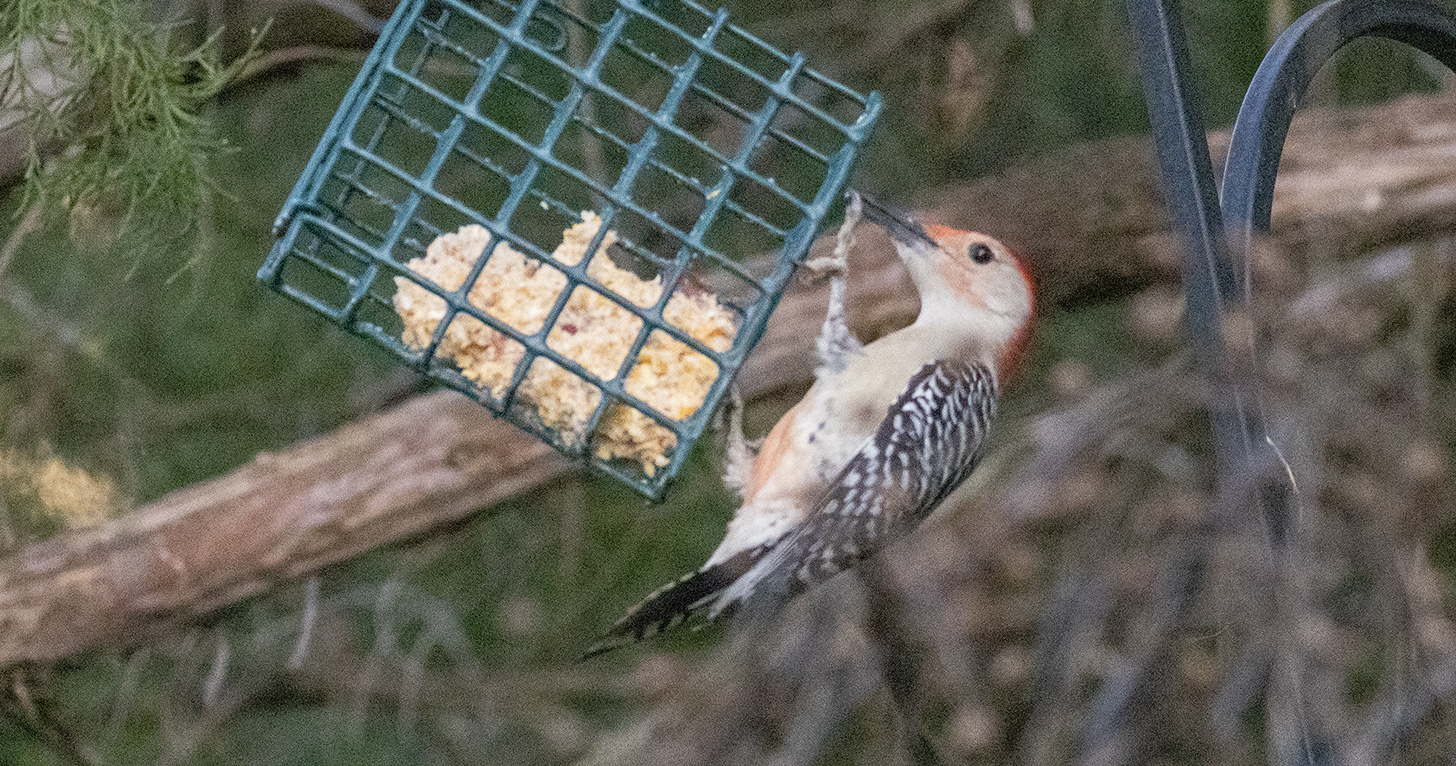 Red-bellied woodpecker