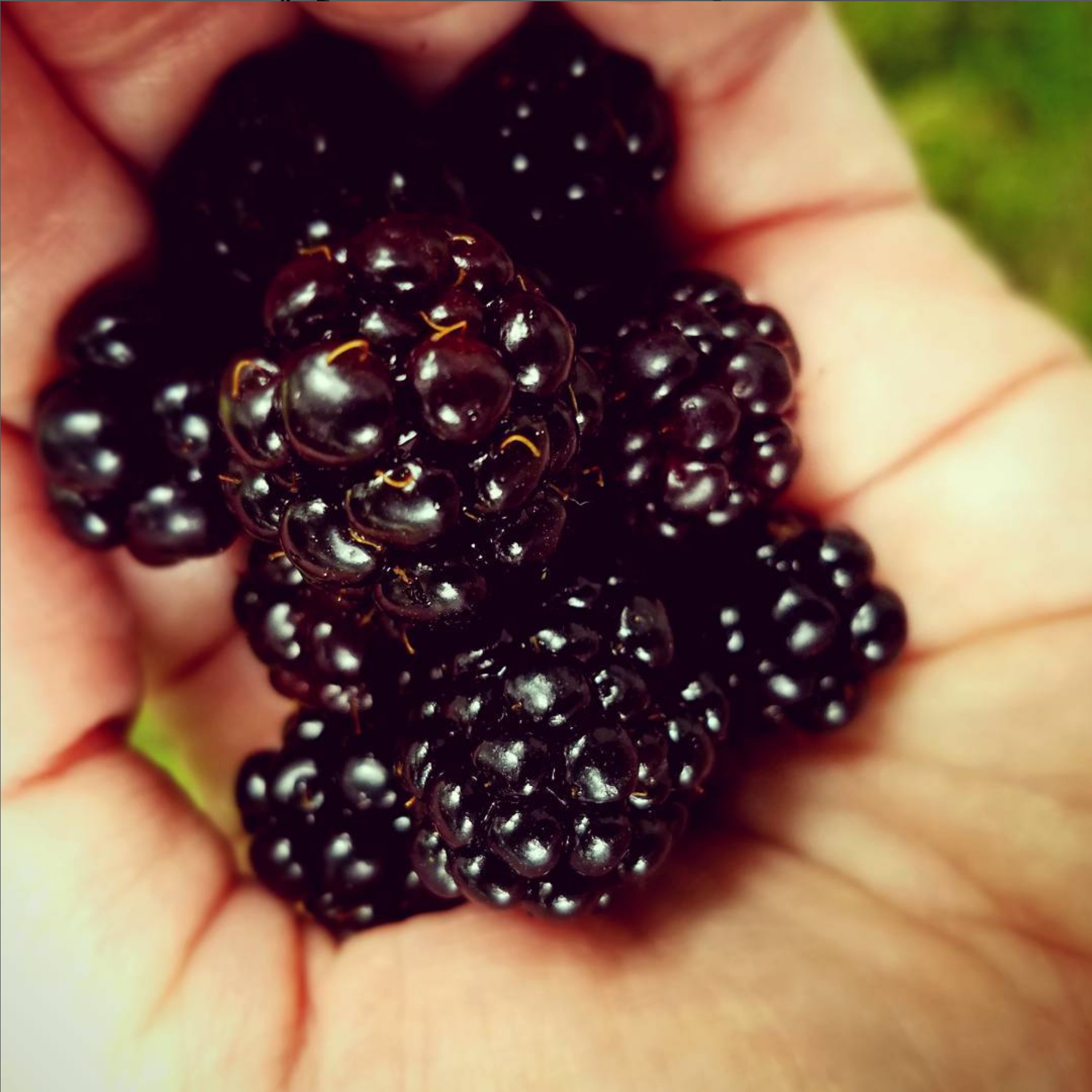 blackfberries