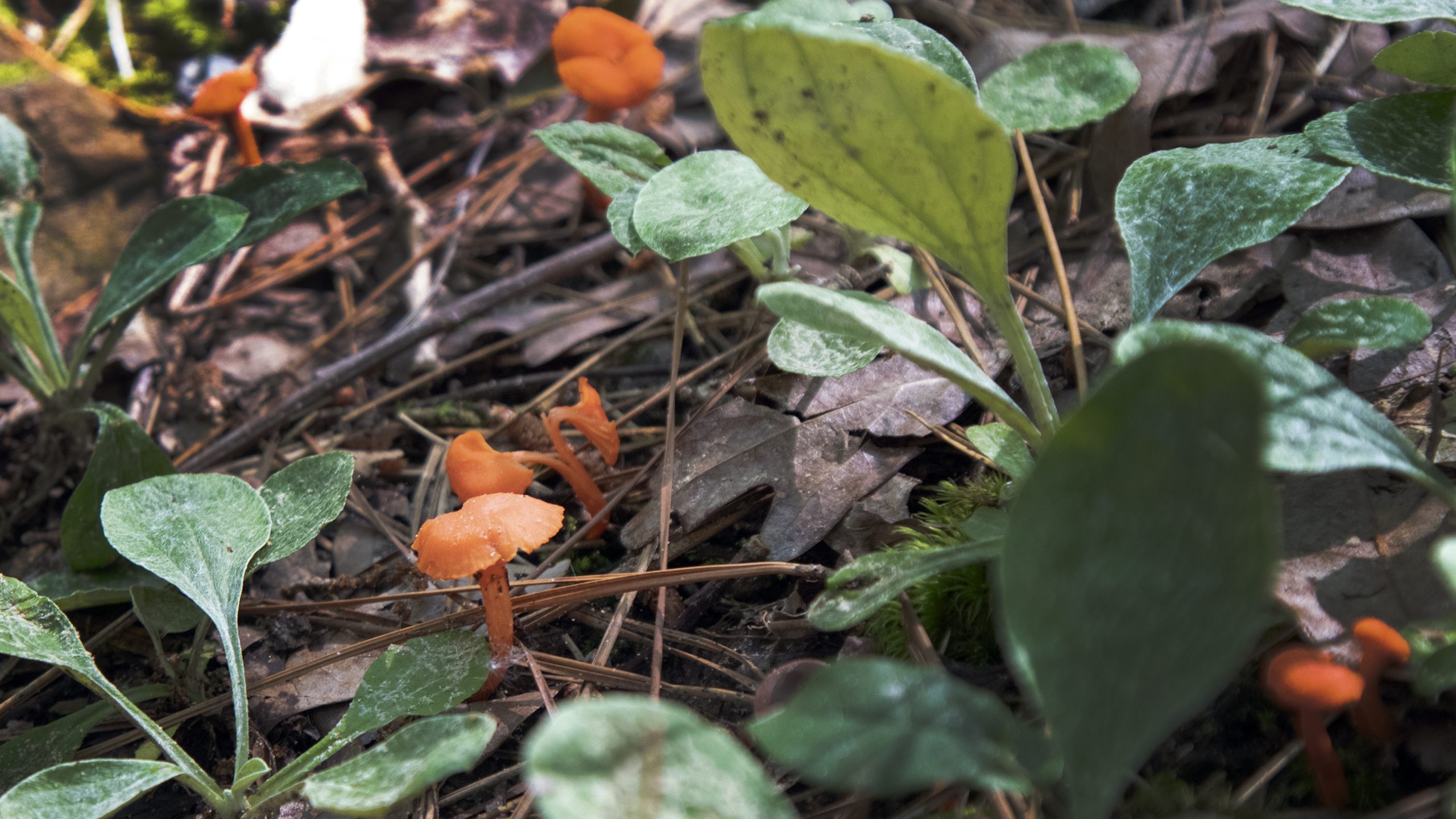 Photo of bright orange mushrooms among green plants.